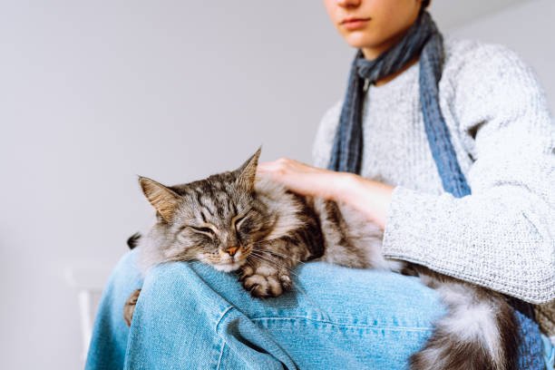 How Much Does Cat Sitting Cost in the UK? 2026 Price Guide