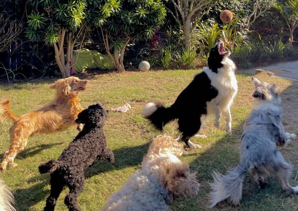 How Much Does Dog Day Care Cost in the UK? 2026 Price Guide
