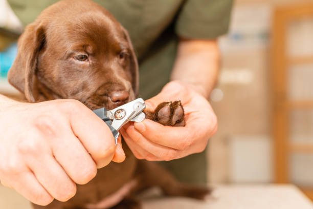How Much Does Dog Nail Clipping Cost in the UK? 2026 Price Guide