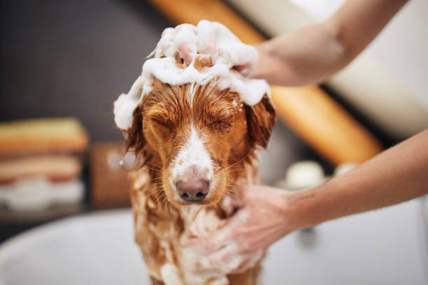 How to Get More Dog Grooming Clients in the UK: 15 Practical Ways to Grow Your Business