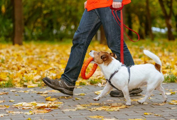 How Much Does Pet Sitting Cost Per Day in the UK? 2026 Price Guide