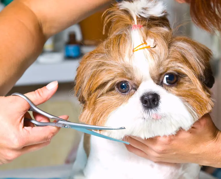 How Often Should Dogs Be Groomed? A Complete UK Guide
