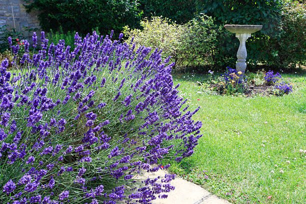 Best Plants for Beginners: 15 Easy Plants for UK Gardens