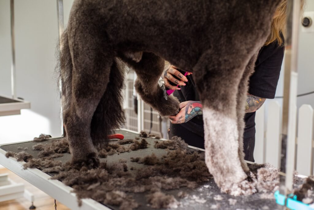 How Much Does Dog Grooming Cost in 2026? UK Price Guide