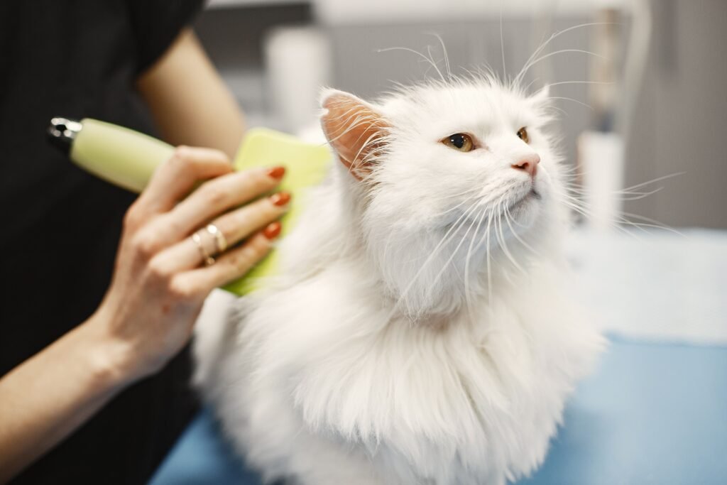 How Much Does Cat Grooming Cost in 2026? UK Price Guide