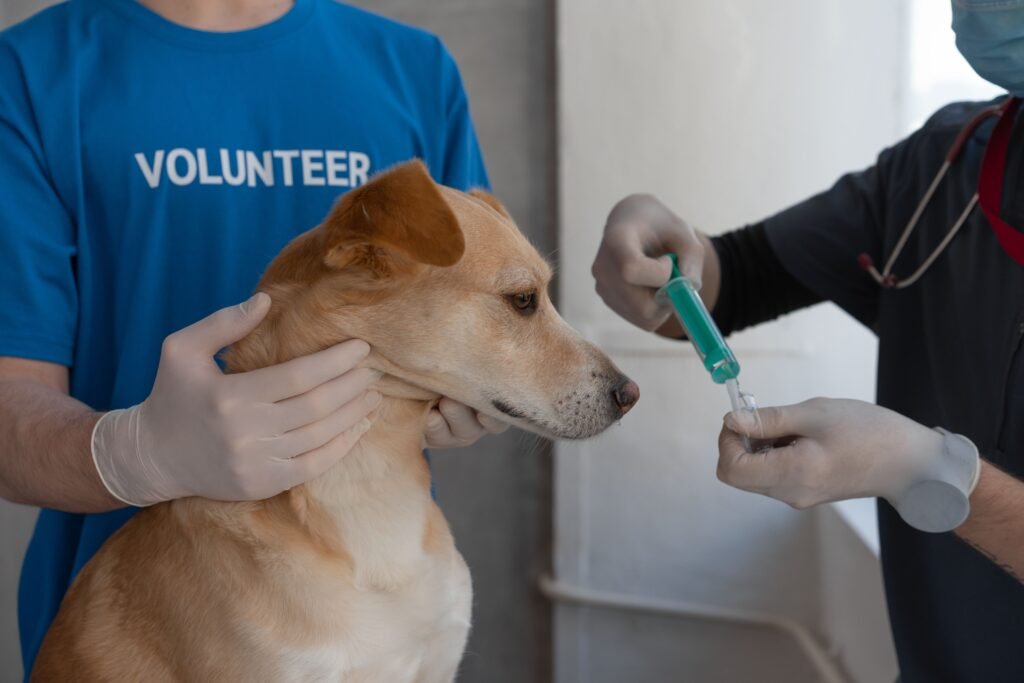 Dog Vaccination Prices in 2026: UK Cost Guide